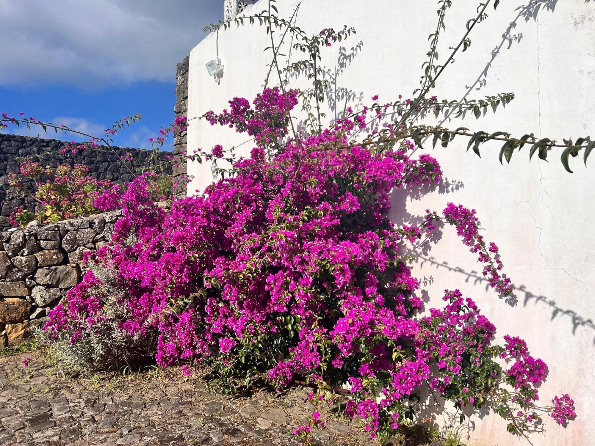 Casa Do Becco Villa Angra do Heroismo Ngoại thất bức ảnh
